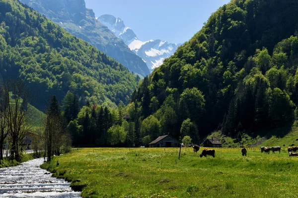 スイスアルプスからの小さな高山川の流れ7 2020 — ストック写真