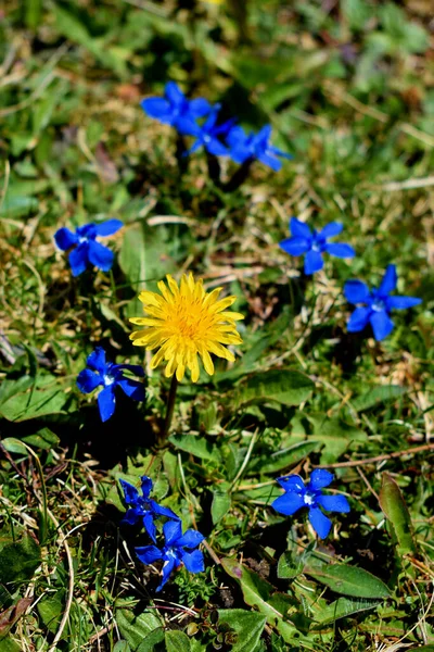 Blaue Enzianblume Auf Einer Wiese Der Schweiz 2020 — Stockfoto