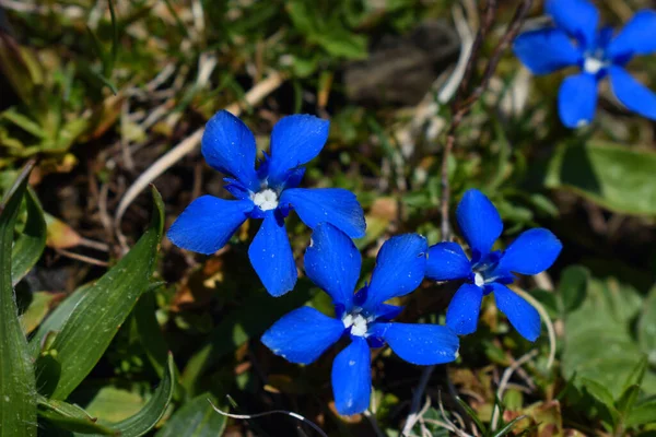 Blue Enzian Flower Meadow Switzerland 2020 — Stock Photo, Image