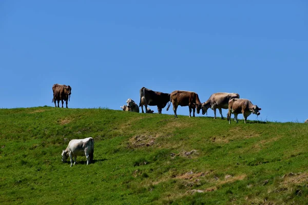 Cows on a hill in Appenzell in Switzerland 7.5.2020