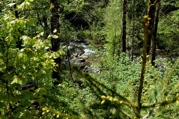 Ponto Uma Floresta Appenzell Suíça 2020 — Fotografia de Stock