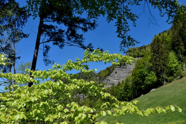 İsviçre, Appenzell 'de 7.5.2020' de bir ormanda görüldü.