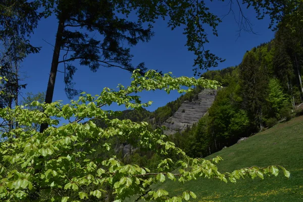 İsviçre, Appenzell 'de 7.5.2020' de bir ormanda görüldü.
