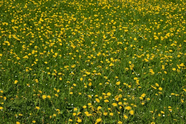 Pissenlits Jaunes Sur Une Prairie Fraîche Wasserauen Suisse 2020 — Photo