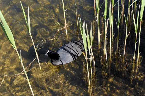 Canard Dans Lac Laax Suisse 2020 — Photo