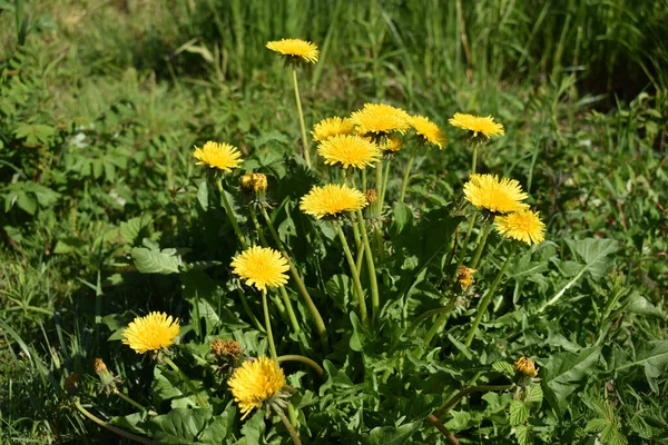 Grupo Diente León Amarillo Laax Suiza 2020 —  Fotos de Stock