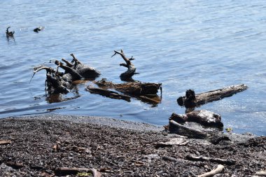 İsviçre 'de Sihlsee Körfezi' nde 18.5.2020 'de ağaç kesilir.