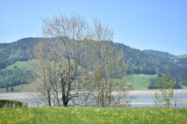 İsviçre 'de Sihlsee çevresinde 18.5.2020' lik doğal manzara.