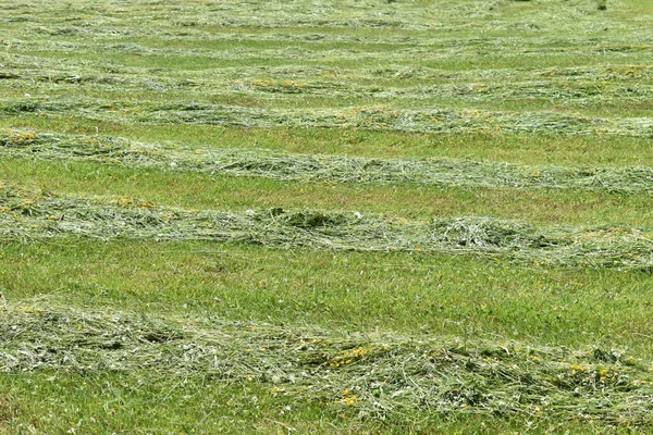 Fresh cut grass on a meadow in Switzerland 18.5.2020