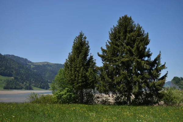 Ειδυλλιακό Φυσικό Τοπίο Γύρω Από Sihlsee Στην Ελβετία 2020 — Φωτογραφία Αρχείου