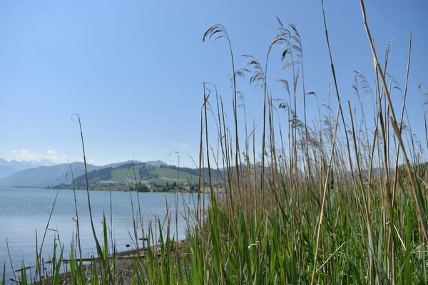 スイスのシルシーでの湖畔のパノラマ18 2020 — ストック写真