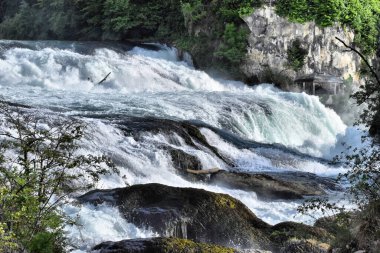 Ren manzarası İsviçre 'de 20.5.2020