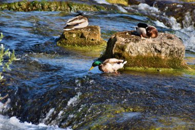 Ren nehrinde güneşlenen ördek İsviçre 'de 20.5.2020