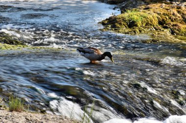 Ren nehrinde dinlenen ördek İsviçre 20.5.2020 'de düştü.