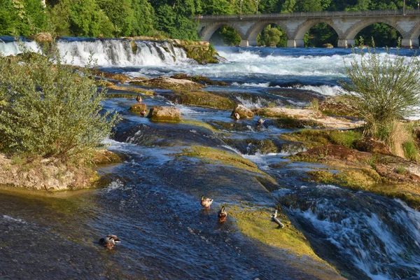 Sviçre Schaffhausen Yakınlarındaki Rhinefallar 2020 — Stok fotoğraf