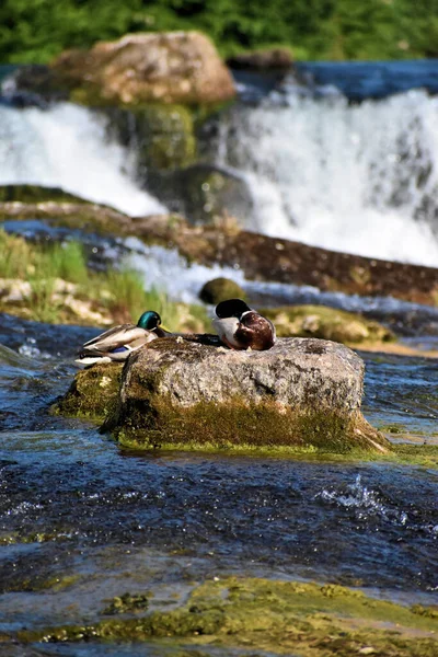 Sunbathing Duck Rhine Falls Switzerland 2020 — Stock Photo, Image