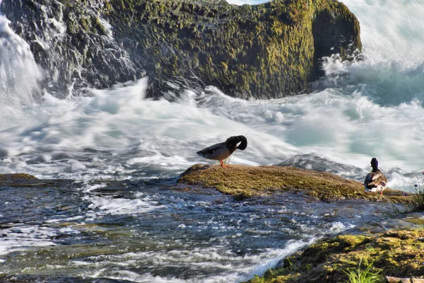 Sunbathing Duck Rhine Falls Switzerland 2020 — Stock Photo, Image