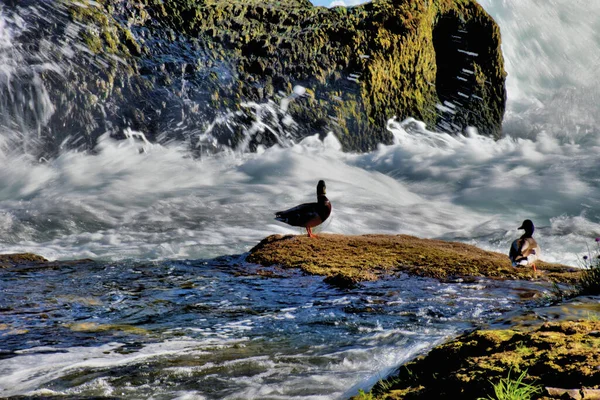 Sunbathing Duck Rhine Falls Switzerland 2020 — Stock Photo, Image