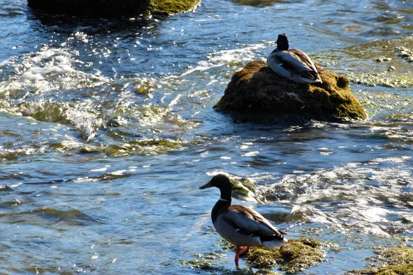 Entenentspannung Rheinfall Der Schweiz 2020 — Stockfoto