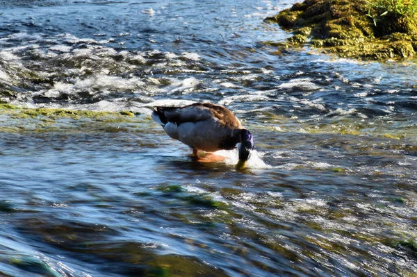 Canard Relaxant Aux Chutes Rhin Suisse 2020 — Photo