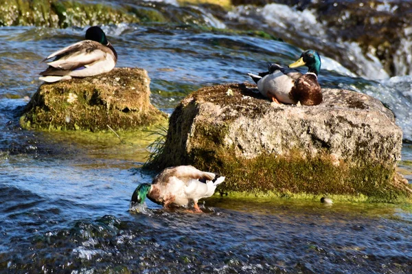 Kachní Relaxace Vodopádů Rýna Švýcarsku 2020 — Stock fotografie