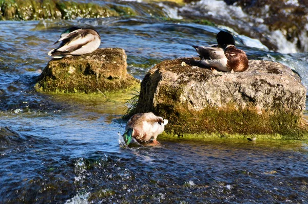 Entenentspannung Rheinfall Der Schweiz 2020 — Stockfoto