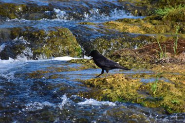 20.5.2020 'de Ren Şelalesi' nde Crow duruyor.
