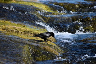 Karga İsviçre 'de Ren Şelalesi' nde güzel bir gün geçiriyor. 20.5.2020