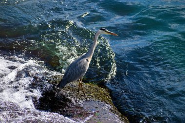 İsviçre 'deki Ren Şelalesi' nde balıkçıl 20.5.2020 yiyecek bekliyor.