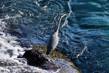 İsviçre 'deki Ren Şelalesi' nde balıkçıl 20.5.2020 yiyecek bekliyor.