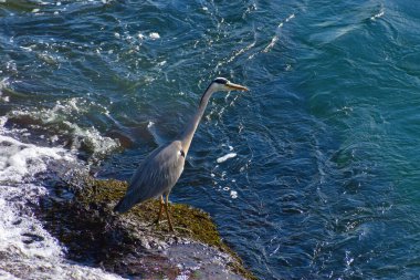 İsviçre 'deki Ren Şelalesi' nde balıkçıl 20.5.2020 yiyecek bekliyor.