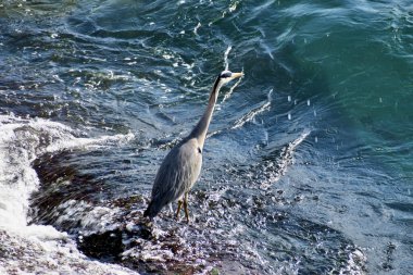 İsviçre 'deki Ren Şelalesi' nde balıkçıl 20.5.2020 yiyecek bekliyor.