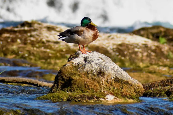 Canard Relaxant Aux Chutes Rhin Suisse 2020 — Photo