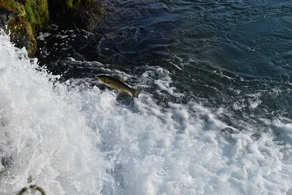 Рыба Против Водопада Горных Хребтах Швейцарии 2020 — стоковое фото