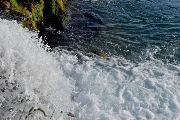 İsviçre 'de 20.5.2020 sularında balığa karşı şelale.