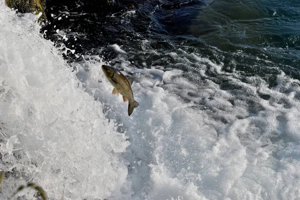 Jumping fish at the rhinefalls in Switzerland 20.5.2020