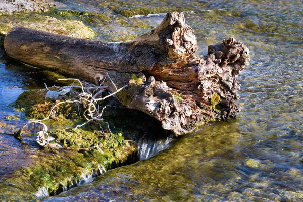 Bois Dérivant Dans Eau Aux Chutes Rhin Suisse 2020 — Photo