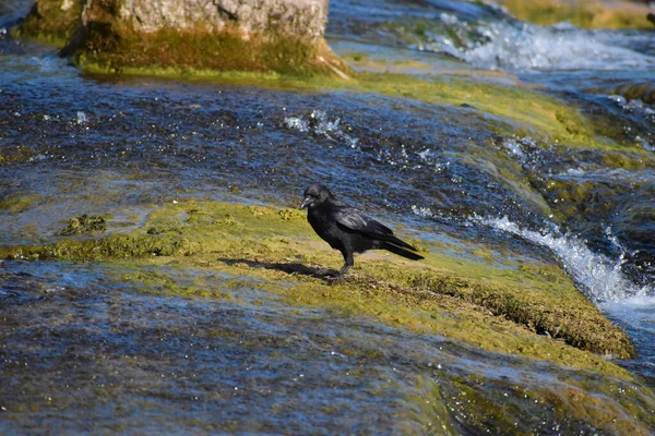 2020年5月20日のスイスでは カラスが雨の日を迎えています — ストック写真