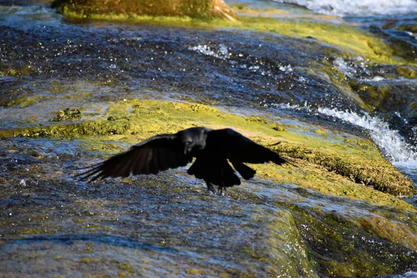 Corvo Está Tendo Bom Dia Rinoceronte Cai Suíça 2020 — Fotografia de Stock