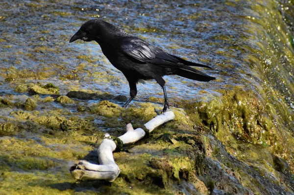 Corbeau Passe Une Belle Journée Aux Chutes Rhin Suisse 2020 — Photo