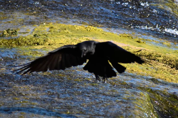 Crow Está Teniendo Buen Día Las Cataratas Del Rin Suiza —  Fotos de Stock