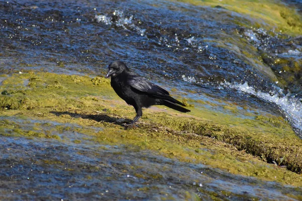 Crow Having Nice Day Rhine Falls Switzerland 2020 — Stock Photo, Image