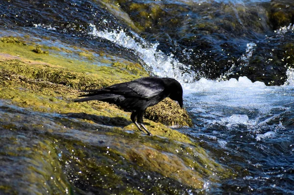 2020年5月20日のスイスでは カラスが雨の日を迎えています — ストック写真