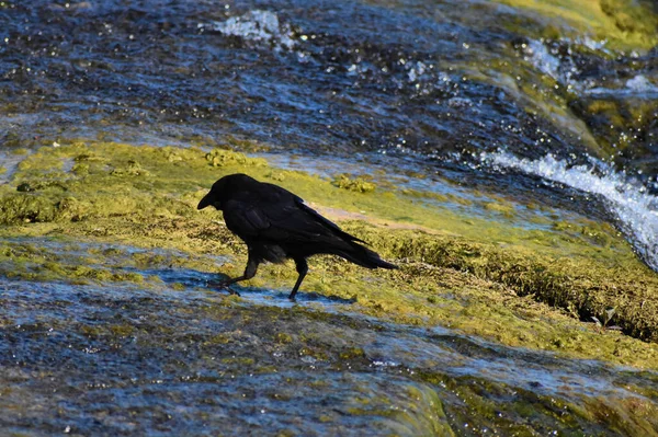 Crow Está Teniendo Buen Día Las Cataratas Del Rin Suiza — Foto de Stock