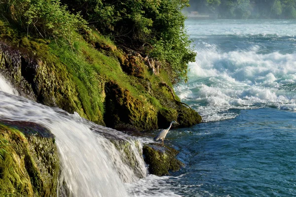 Heron Vid Rhine Faller Schweiz Väntar Att Fånga Lite Mat — Stockfoto