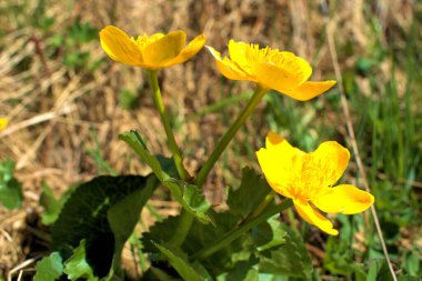 İsviçre 'de bir çayırda çiçekler 21.5.2020