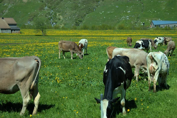 Vacas Comiendo Hierba Prado Suiza 2020 —  Fotos de Stock