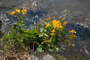 İsviçre, Silvaplana gölünde bir demet sarı çiçek. 27.5.2020