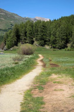 27.5.2020 İsviçre 'de Silvaplana ormanına giden küçük bir yol.