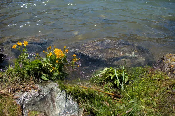 Stelletje Gele Bloemen Aan Het Meer Silvaplana Zwitserland 2020 — Stockfoto